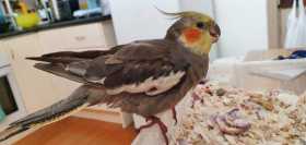 Lost Cockatiel
