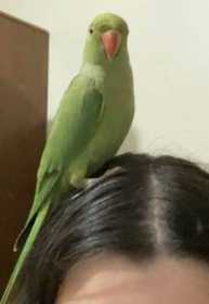 Lost Indian Ringneck Parakeet