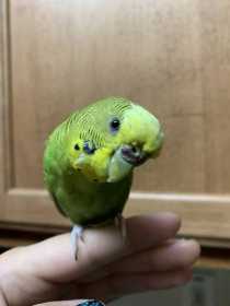 Lost Budgerigar