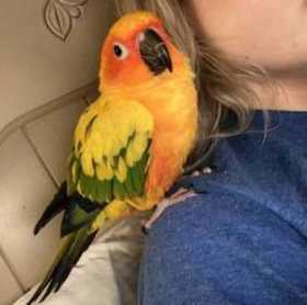 Lost Conure