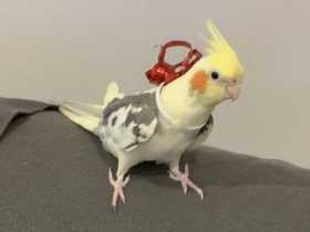 Lost Cockatiel