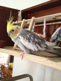 Lost Cockatiel