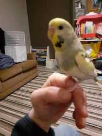 Lost Budgerigar