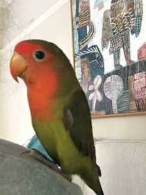 Lost Lovebird
