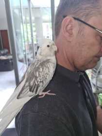 Lost Cockatiel