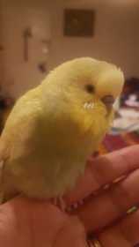 Lost Budgerigar