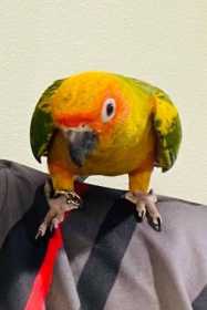 Lost Conure