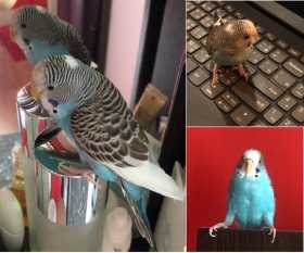 Lost Budgerigar