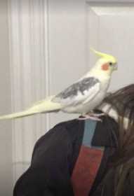 Lost Cockatiel