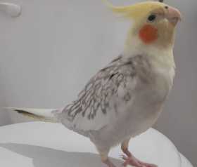 Lost Cockatiel