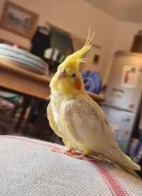 Lost Cockatiel