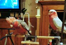 Lost Galah Cockatoo