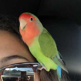 Lost Lovebird