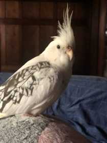 Lost Cockatiel