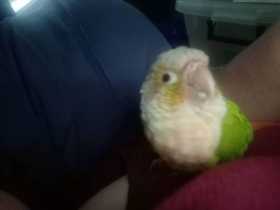 Lost Conure