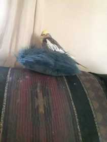 Lost Cockatiel