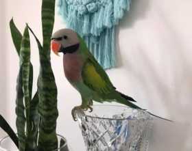 Lost Mustached / Moustached Parakeet