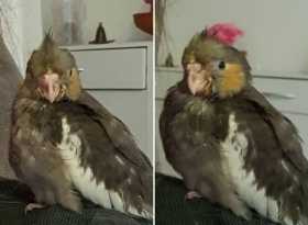 Lost Cockatiel