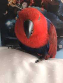 Lost Eclectus