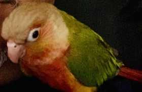 Lost Conure