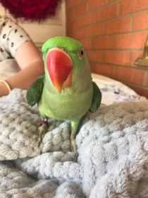 Lost Alexandrine