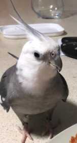 Lost Cockatiel