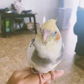 Lost Cockatiel