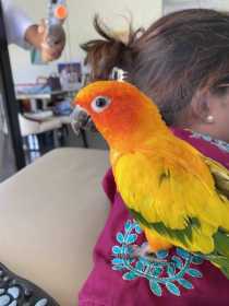 Lost Conure