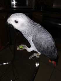 Lost African Grey