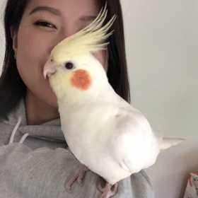 Lost Cockatiel