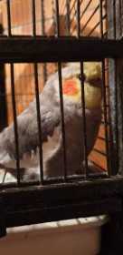 Lost Cockatiel