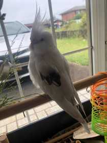 Lost Cockatiel