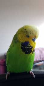 Lost Budgerigar