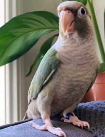 Lost Conure