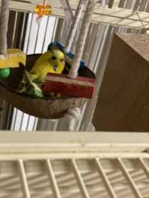 Lost Budgerigar