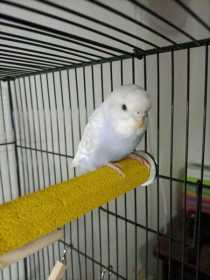 Lost Budgerigar