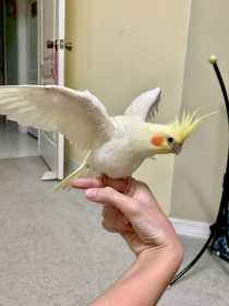 Lost Cockatiel