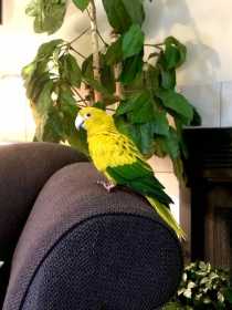 Lost Conure