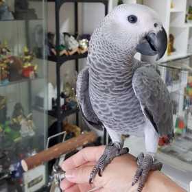 Lost African Grey