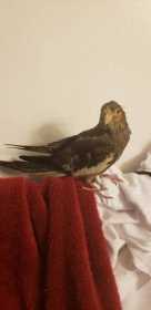 Lost Cockatiel
