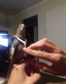 Lost Cockatiel