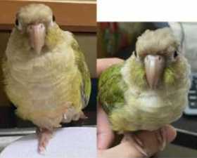 Lost Conure