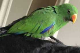 Lost Eclectus