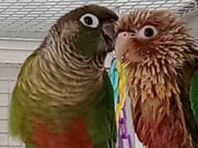 Lost Conure