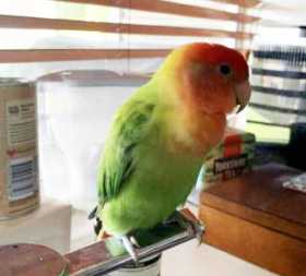 Lost Lovebird