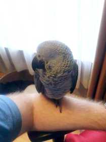 Lost African Grey