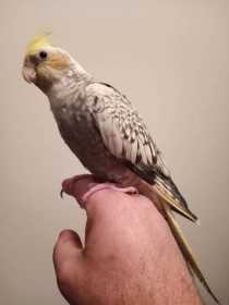 Lost Cockatiel