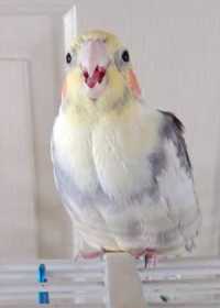 Lost Cockatiel