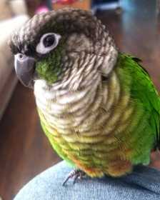 Lost Conure