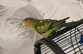Lost Regent / Rock Pebbler